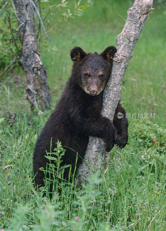 美洲黑熊(Ursus americanus)，也被称为黑熊，是北美特有的一种中型熊。一种分布广泛的熊类。Kalispell、蒙大拿。幼崽正在爬树。